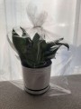 Woreczki Folia celofanowa 30cm x 40 cm 100 sztu